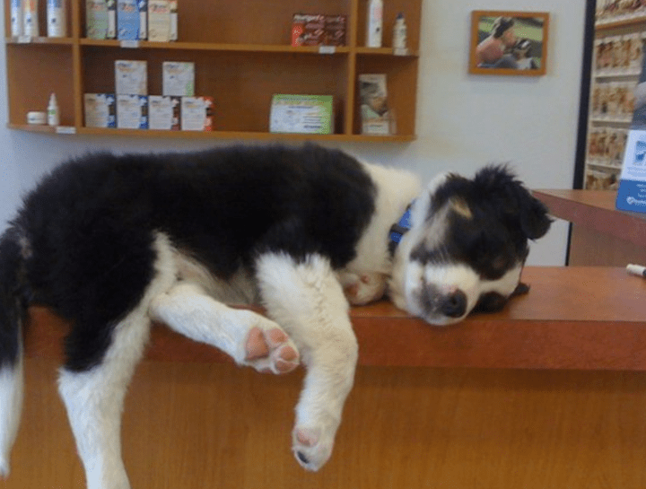 Dog & Cat Exams Roswell Veterinary Care